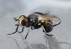 Thecophora melanopa